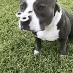 Two-liter explodes and stuns dog.