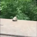 frog jump
