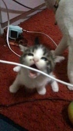 TRALALERO TRALALA FUNK