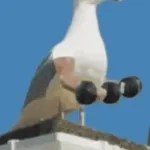 Bird laughing meme - Sound