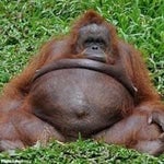 Van Helsing Werewolf sound effects Part 1