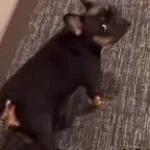 Mica2014 Best Song Ever Lol