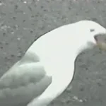 Seagull Laugh - Vanitas