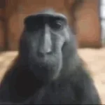 Monke 2