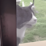 whawha cat