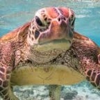 Angry Birds PHONK_musicaldown.com_1759008834