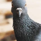 Pigeon Rage
