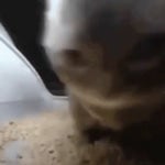 99458 chipi chapa hardstyle