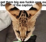 why wont you adopt me twist