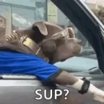 spanisdriveby