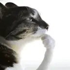 eu sou um neguin malandro