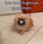 Peter Griffin Axel F