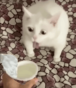 O bolsonaro trocou de corpo com o lula