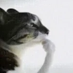 ftg et prends ton carry