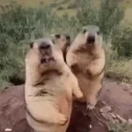 Tik Tok - Kesha Bober