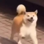 FROCK NЕСК HURТS