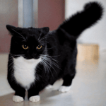 caseoh sings its been so long