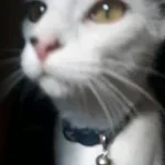 033638559-cats-bell-2