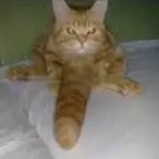 Join the Jorking Movement