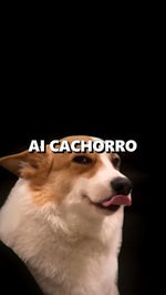 AI CACHORRO ESTOURADO