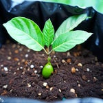 EVA AYLLÓN Raíces del festejo Le dije a papá (karaoke) - Sound