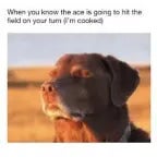 cooked dog meme