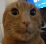 Crankama You will be killed forever