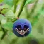 blueberry 2011x