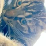 Better cat