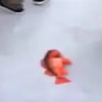 you know what that means... FISH