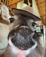 hello princess freak in the sheets