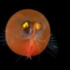 nashvill hot mac and a cookie