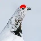 Willow Ptarmigan Awebo Call