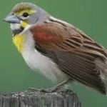 Oh Uh Passarinho - Lula4242