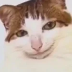 Very very VERY loud sound