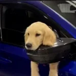 idk