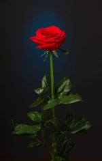 beautiful day drill : ME