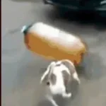 Two-liter explodes and stuns dog.
