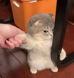 Queen liz The one piece