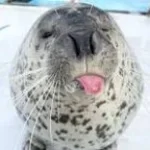 screams of pain and angy