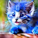 Smurf Cat