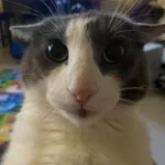 omfg vocals meme thingy idk