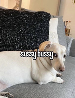 Quack Sound Effect