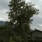 İnzibat şap şap 1