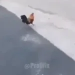 screaming-chicken-on-tree-meme-made-with-Voicemod