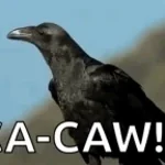 Crow sound 1