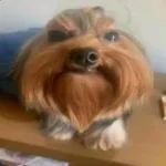 мой лучший друг - Sound