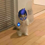DONT TOUCH MY TAIL