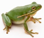 FROGGE