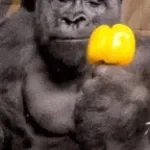 Im a very quiet gorilla... #gorillatag #gtag #vr #shorts